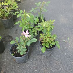 Sales Red Pink Roses Each $10