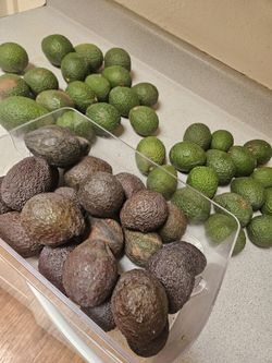 Local Hass Avocados