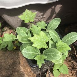 Bitter Mellon Seedling Plants Producing Hundreds Of Fruits