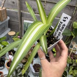 Variegated Spider Plant 