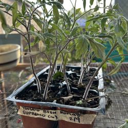 Tomato Bush Roma “Supremo” 4” Plant