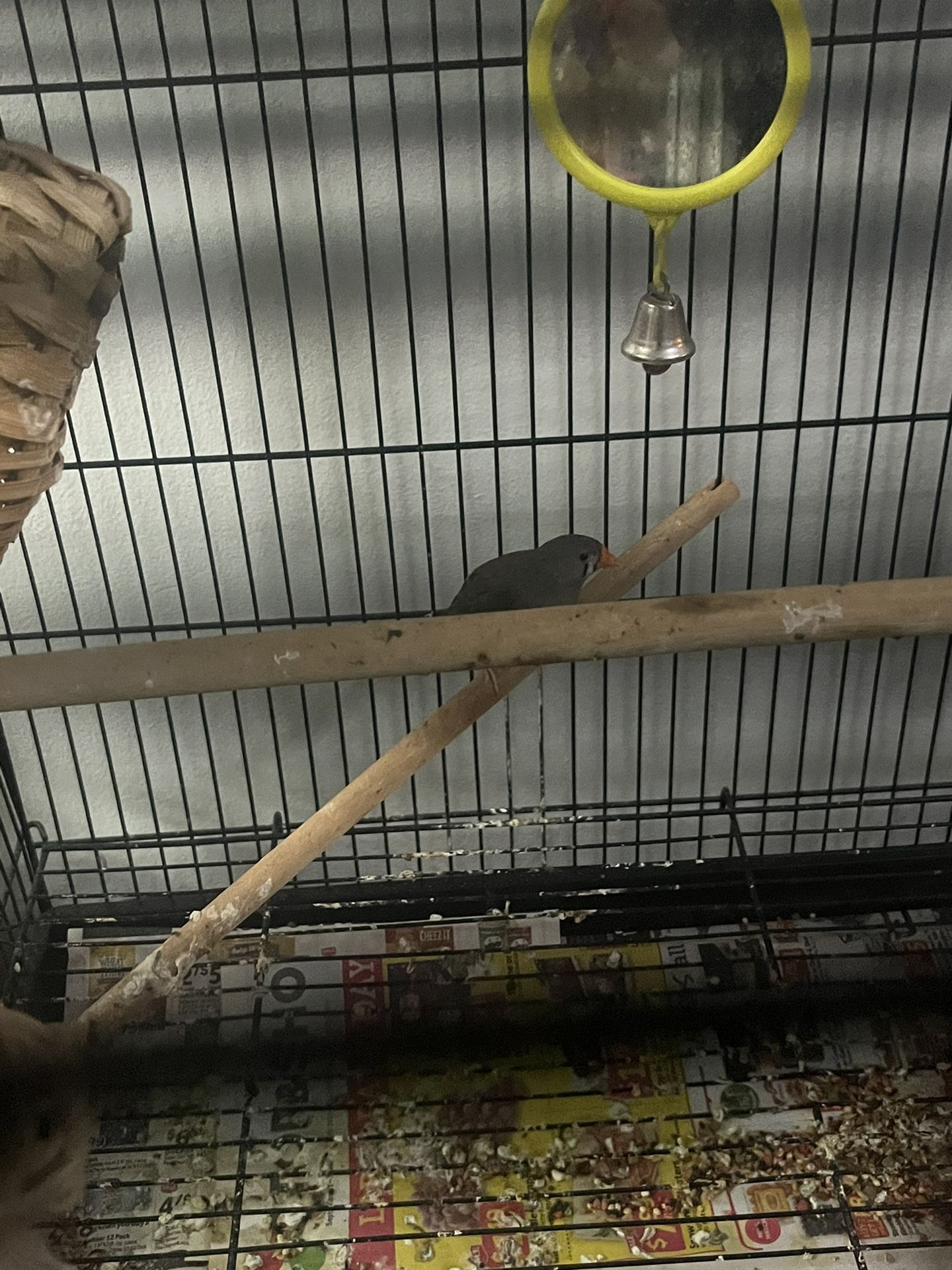 Zebra Finch With Cage and ALL ACCESSORIES