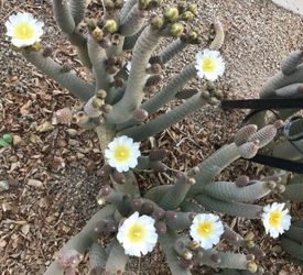 Pine Cone Cactus Clippings For $2 and up