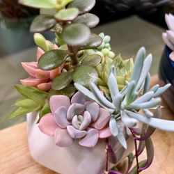 Succulent Collection. Sammamish, Beaver Lake 