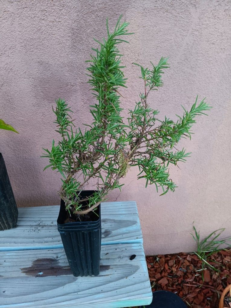 Rosemary Plant / 8-10 Inch Rooted Plant | Planta de Romero 