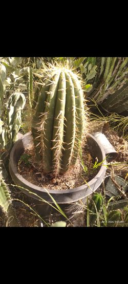 Fatboy Cactus plant
