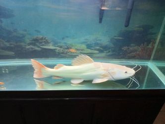 Fish tank decor
