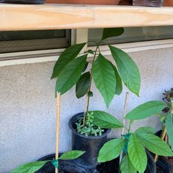 Avocado Plants 