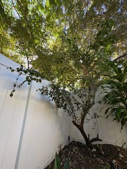 Mature magenta bougainvillea FREE