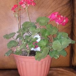 Geranium In Red Plastic Pot Can Hang On Wall Or Sit On The Table Or Ground