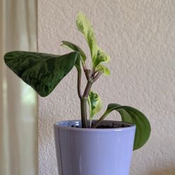 Healthy Beautiful Indoor Plant ( Peperomia)