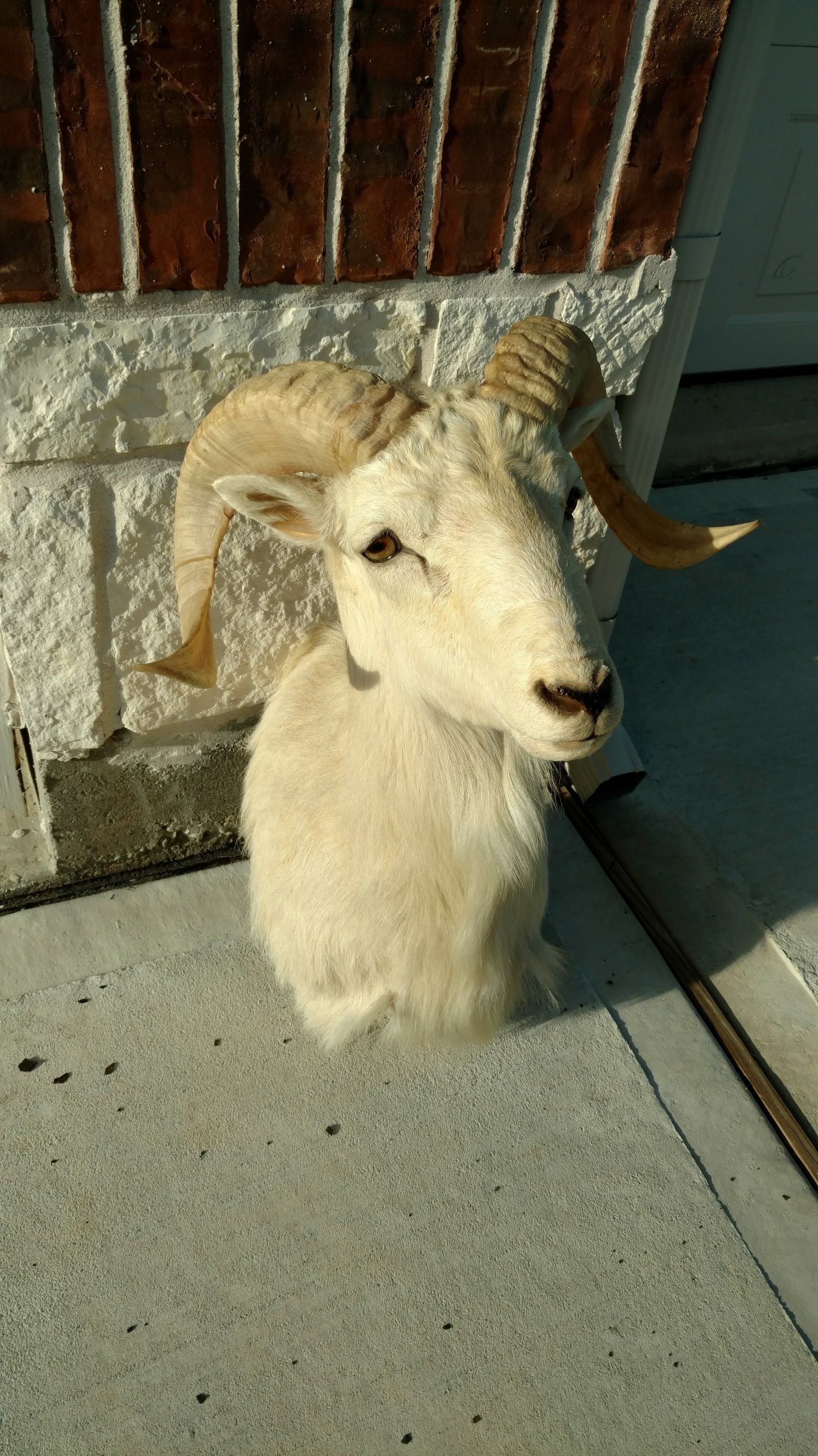 Texas Dall Ram Mount (Hockley)