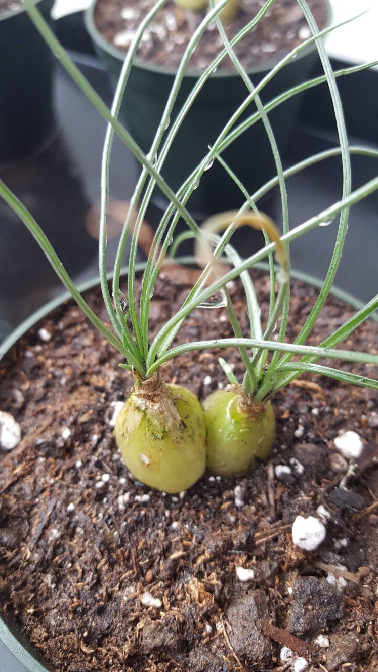 Pregnant Onion Succulent