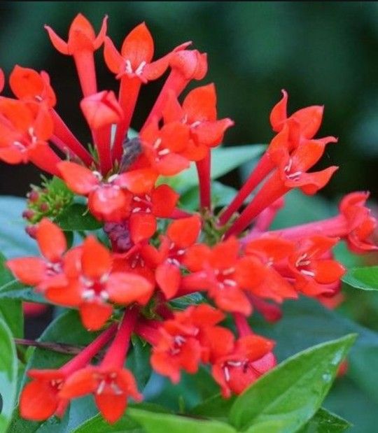 Red Fire Spike Plants