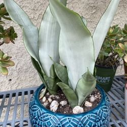 MOONSHINE SNAKE PLANT