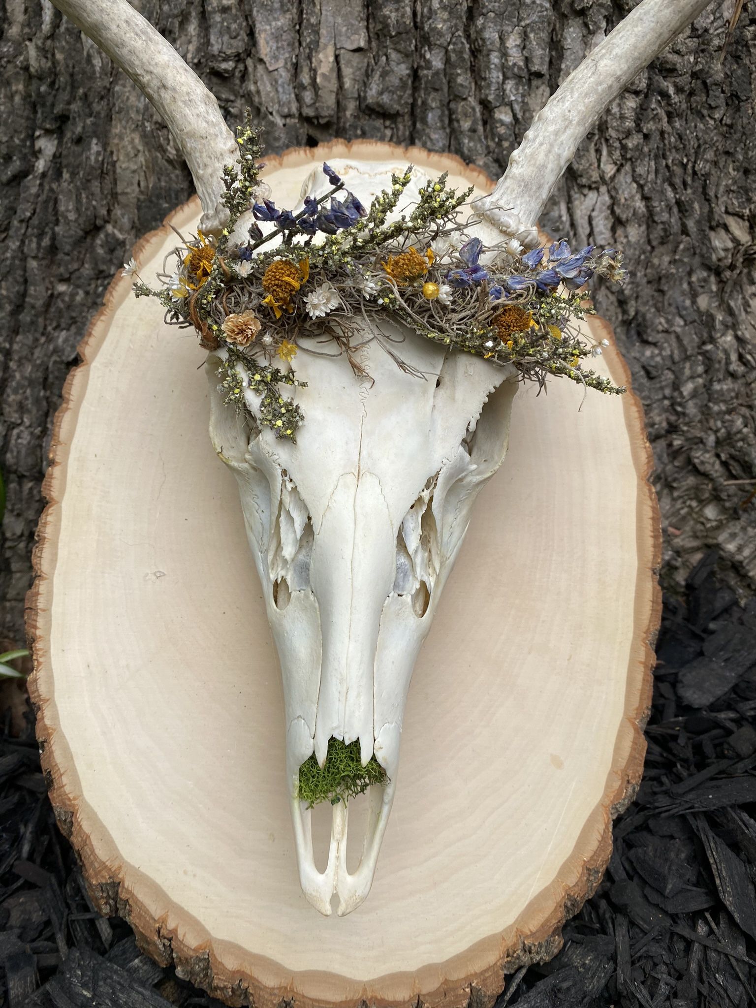 Deer Skull