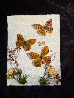 Real Butterfly Specimen Art