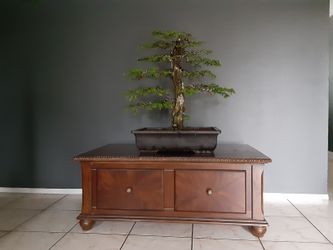 Brazilian rain tree bonsai