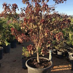 Euphorbia Caribbean Copper Tree 25gal Size