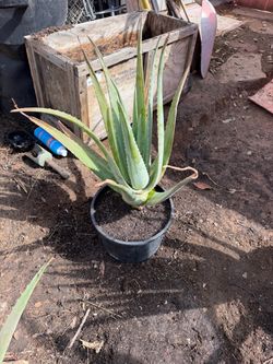 Aloe Vera Plant in Pot HUGE 15 gallons pot $25 Large 10 gallons pot $15
