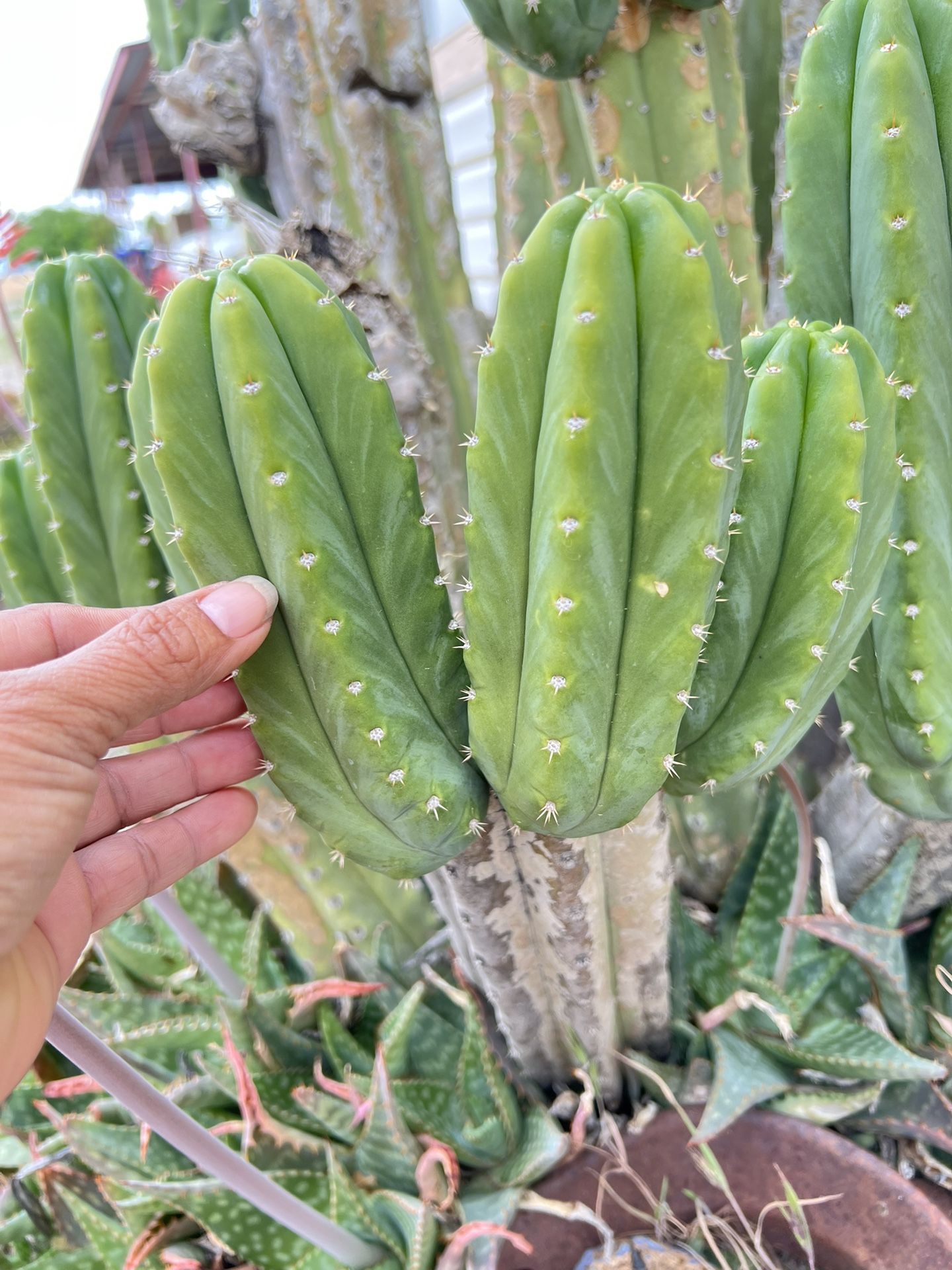 San Pedro Column Cactus