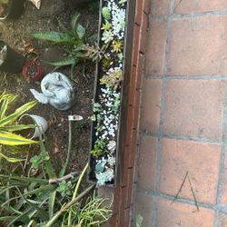 Plants