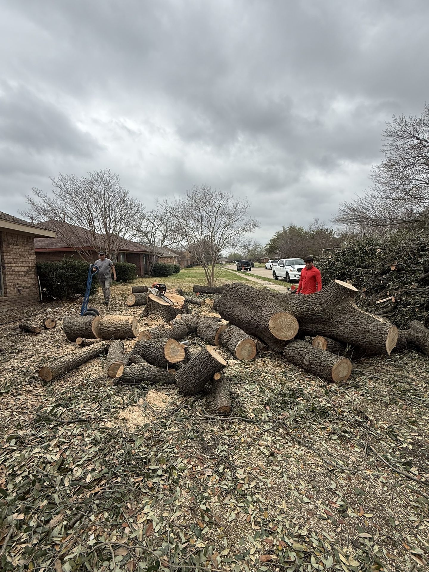 GOOD PRICES ON TREE π²
