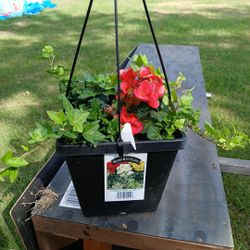 Begonia And Ivy Planters 