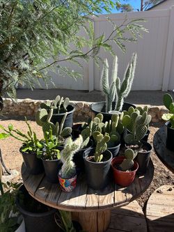 Nopalitos