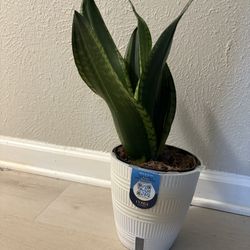 Snake Plant And Peace Lily Plant $15 EACH or Both For $20