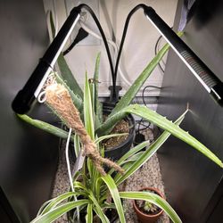 Twin-bar Plant Grow Light