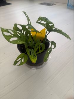 Monstera Adansonii