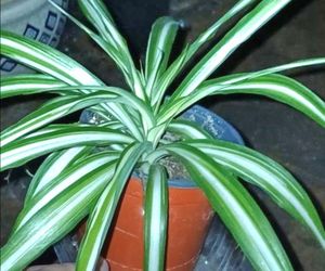 Spider Plant Cleans air inside home houseplant