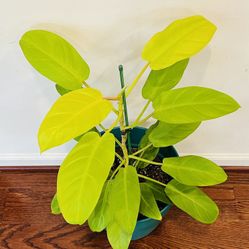 Indoor plant - Green Goddess Philodendron in 12in wide plastic pot with drainage
