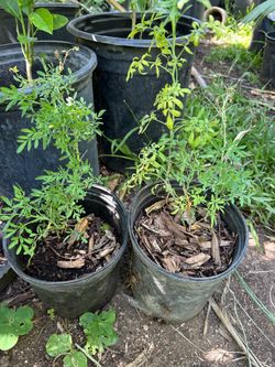 Planta de ruda