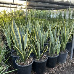 Snake Plants