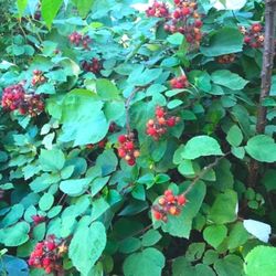 2 Wineberry Plants - Very Productive, Organic