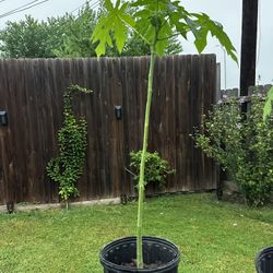 Papaya Plant