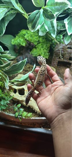 Toy decor for geckos
