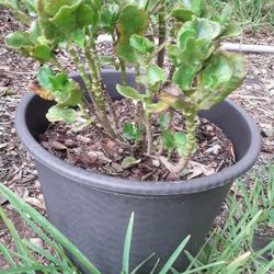 Huge Blooming Pink Plant With Nice Pot In Weeki Wachee Spring Hill