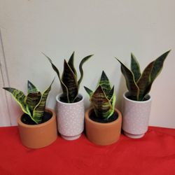 Artificial Snake Plant's with Ceramic Pot/ Plantas Artificiales Lengua De Suegra  Con Maceta De Ceramica 