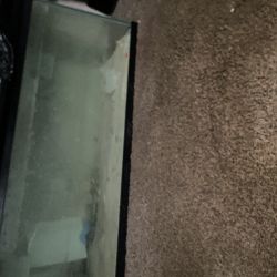 Fish Tank