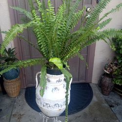 planta de elecho con la vase