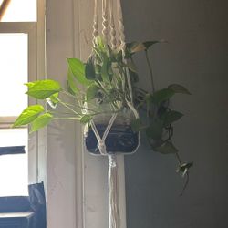 Pothos Plants (inside Plants)