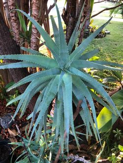 Aloe Vera, Savila