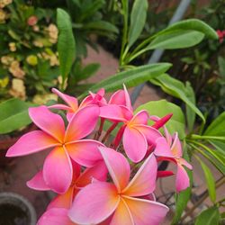 Plumeria Plant