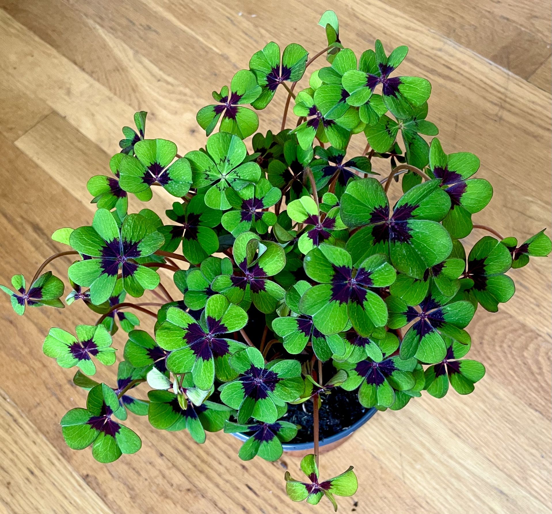 Oxalis Iron Cross / Good Luck 🍀 Plant in 6in. Pot / Free Delivery Available