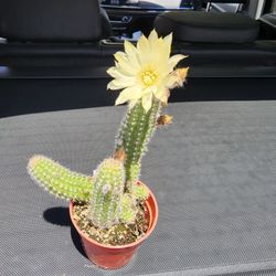 SUCCULENT AND PLANT SALE SATURDAY  6/18 IN SAN LORENZO