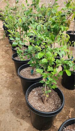 Thai Jujube full of flowers