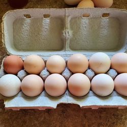 Fresh Farm Eggs $6 a Dozen 